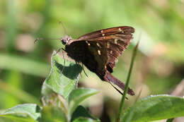 Image of Dorantes Longtail