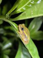 Image of Betsileo Reed Frog