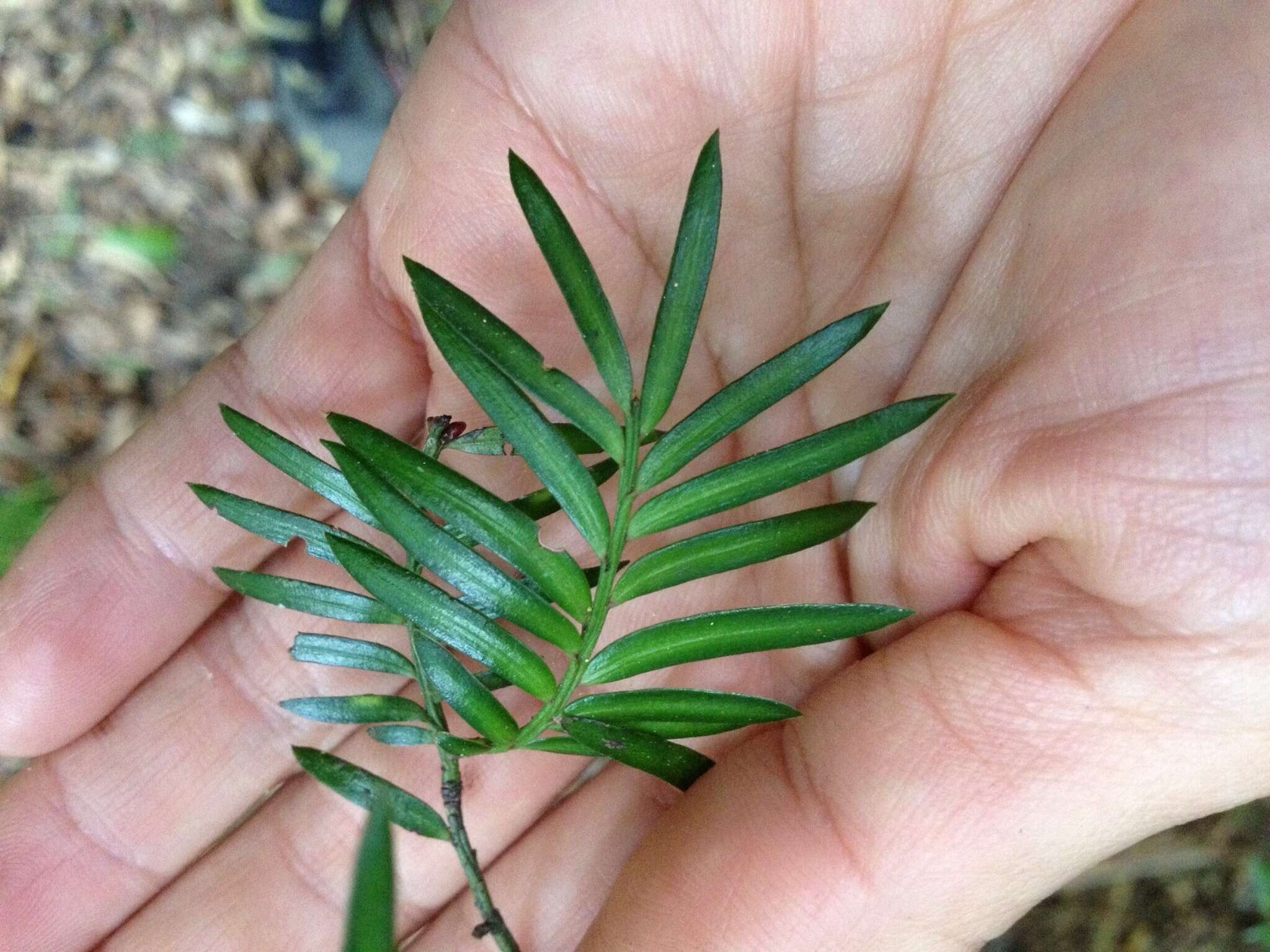 Image of Brown Pine