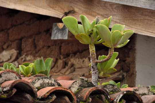 Image of Echeveria pallida Walther