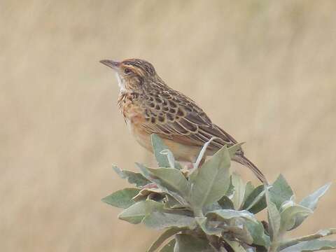 Image of Rufous-naped Lark