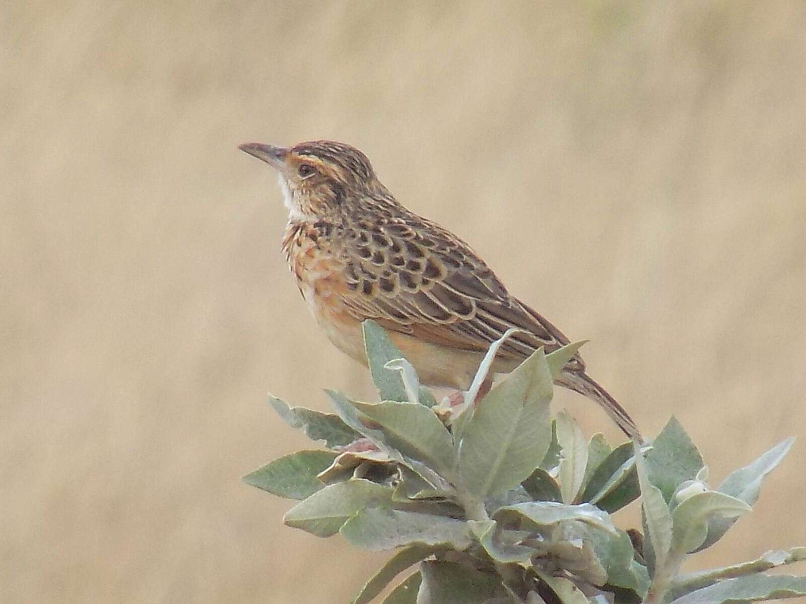 Image of Rufous-naped Lark