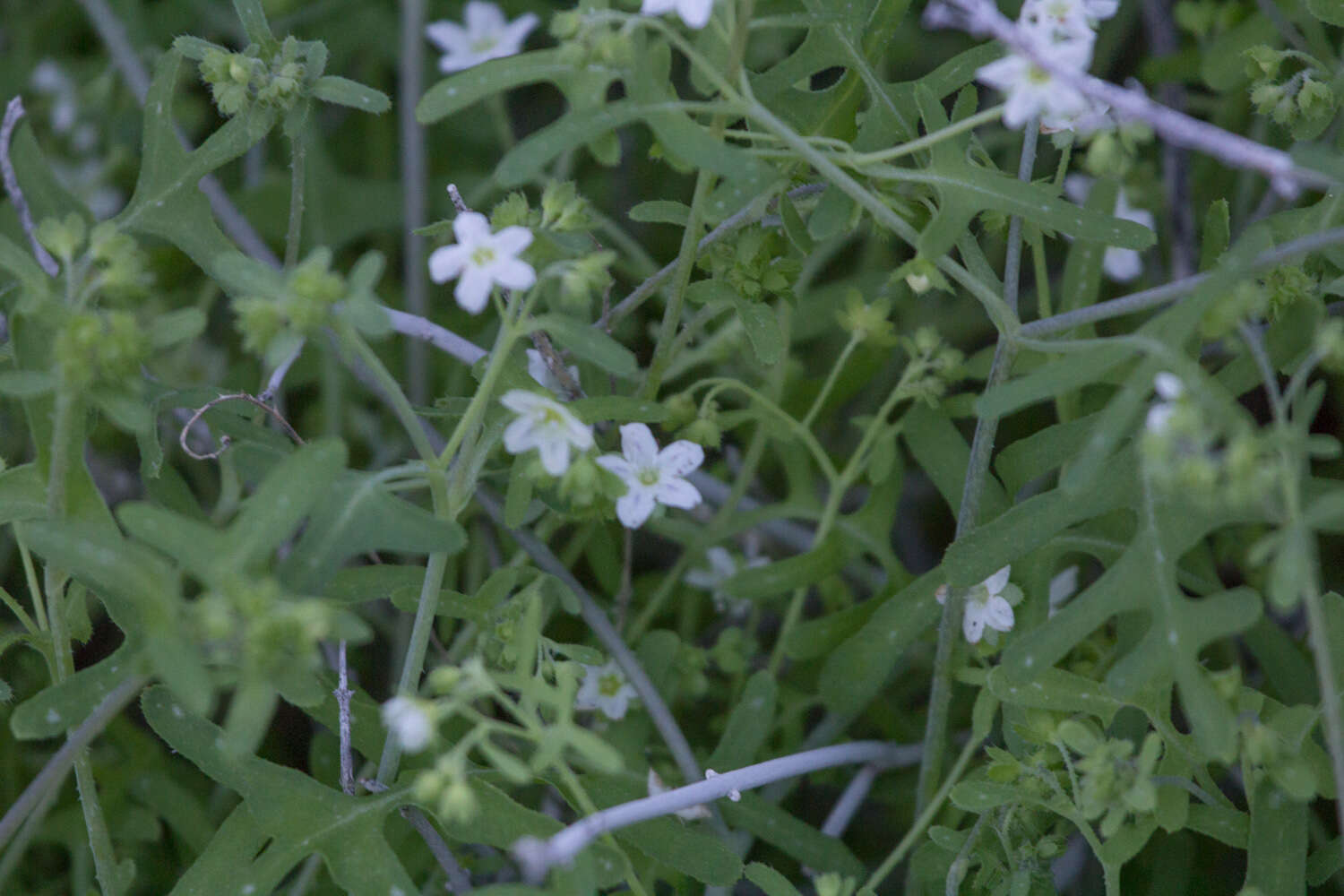 Image of white fiestaflower