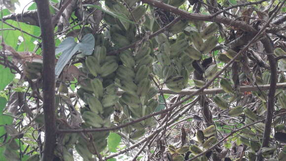 Image de Dioscorea pentaphylla L.