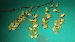 Image of fiveleaf yam