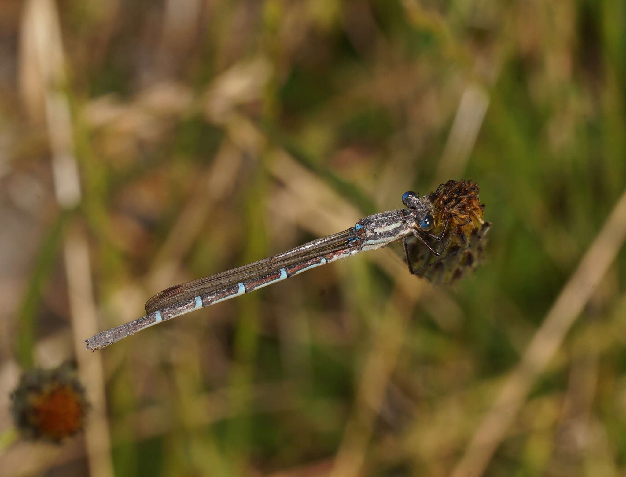 Image of Austrolestes annulosus (Selys 1862)