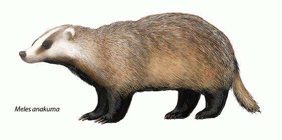 Image of Japanese Badger