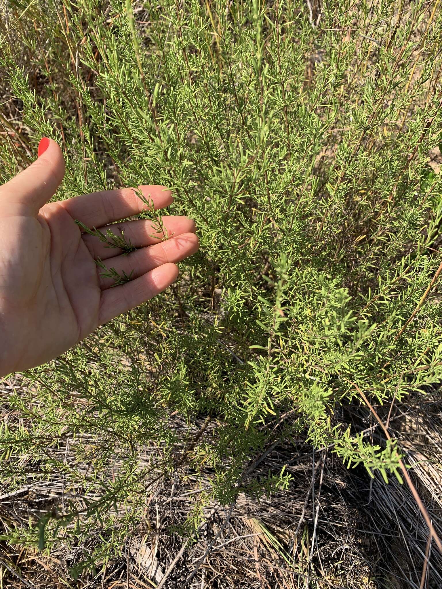 Image of Apalachicola false rosemary