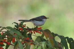 Image of Grey-breasted Prinia