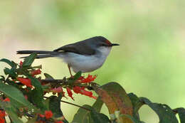 Image of Grey-breasted Prinia