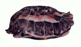 Image of Common Tortoise