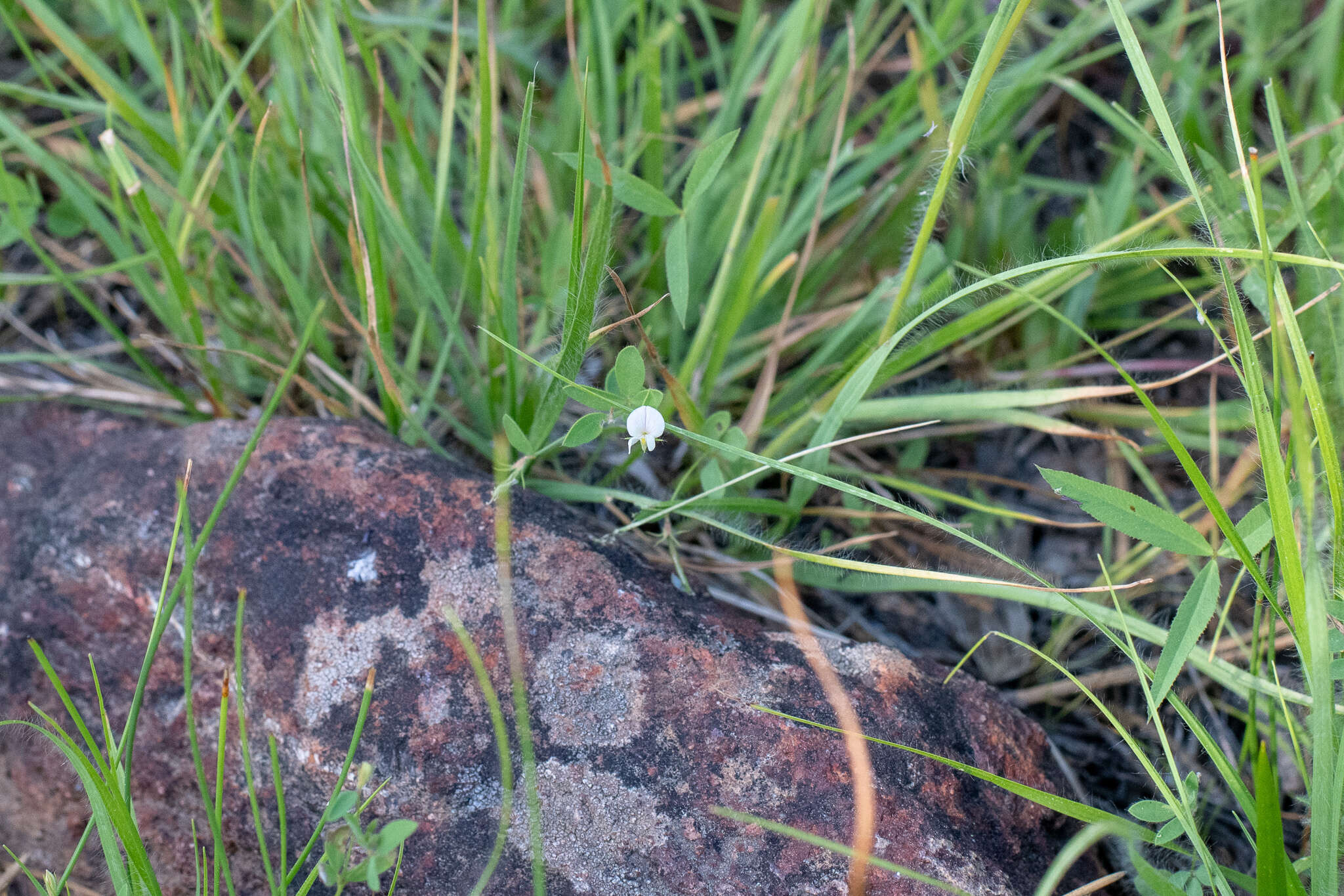 Image of Acmispon americanus var. americanus