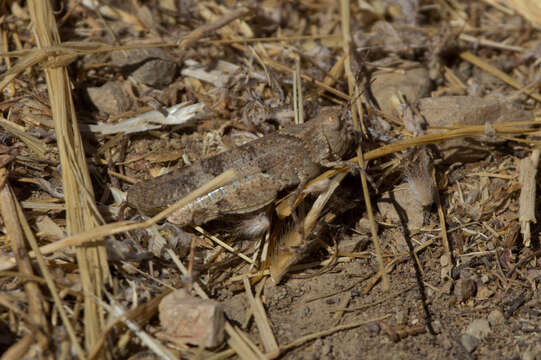 Trimerotropis occidentalis (Bruner & L. 1889) resmi