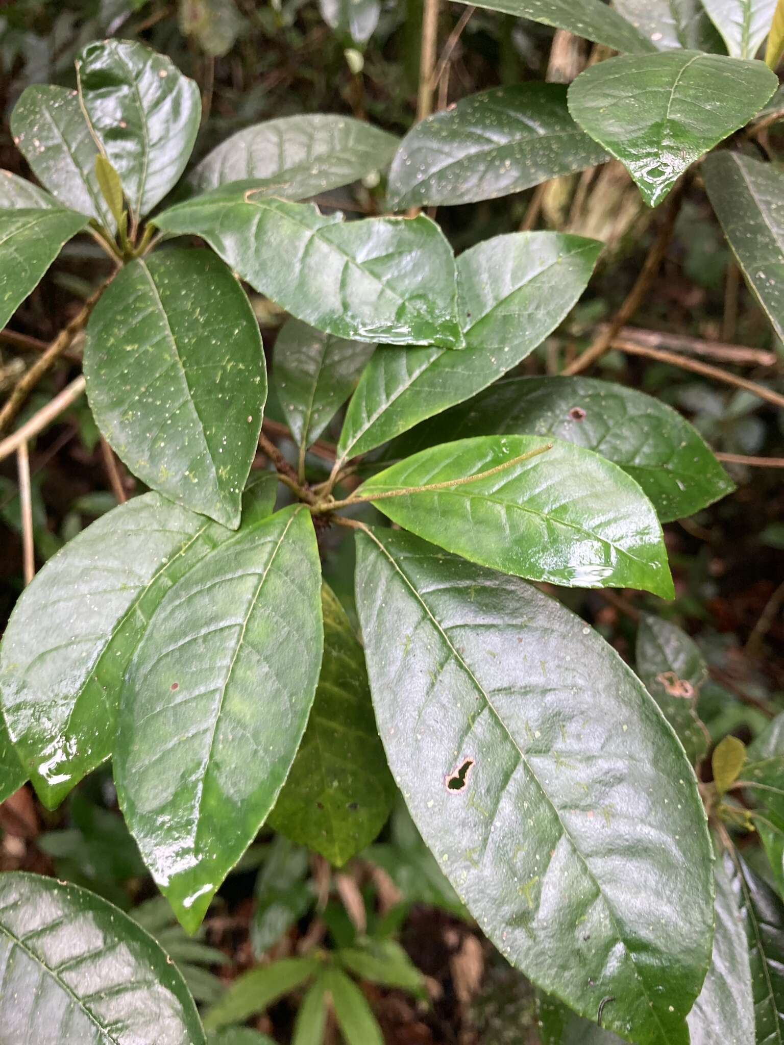 Sivun Gesneria pedunculosa (DC.) Fritsch kuva