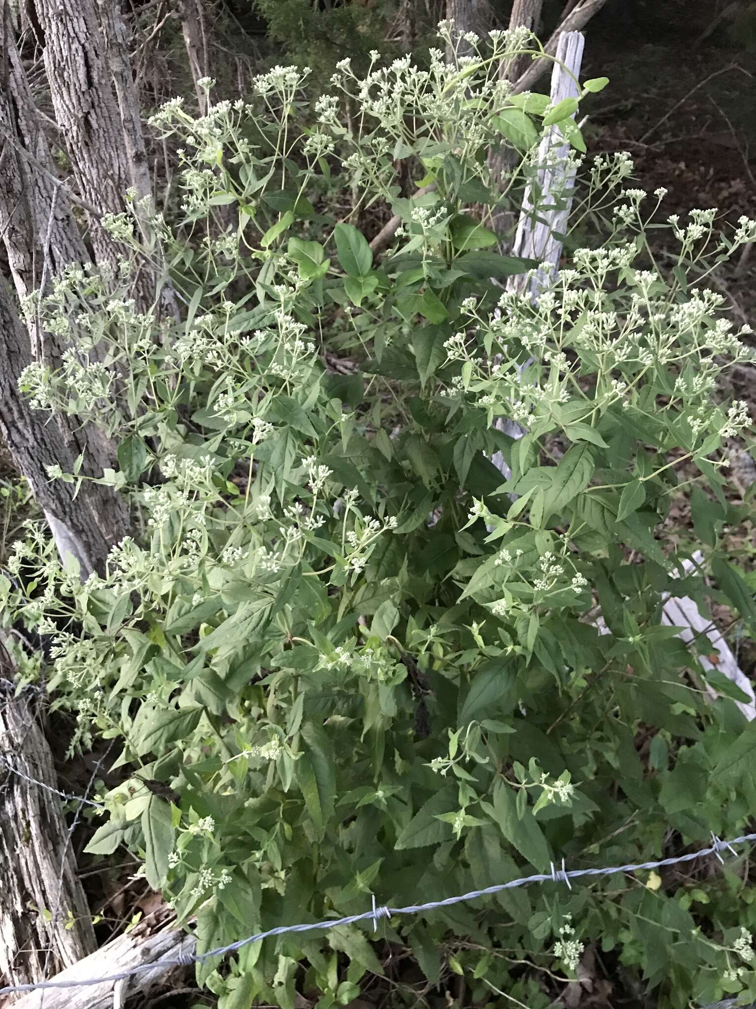 Image of Godfrey's thoroughwort