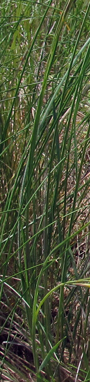 Sivun Stipa dasyphylla (Lindem.) Czern. ex Trautv. kuva