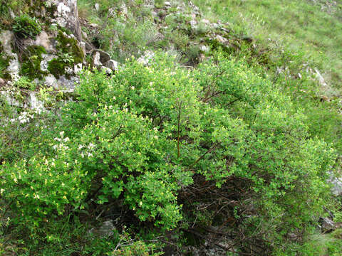 Image of Lonicera iberica M. Bieb.