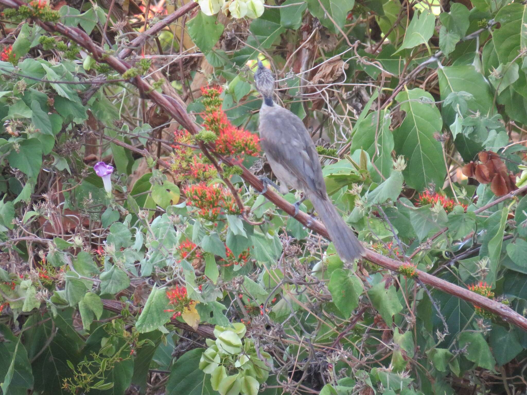 Philemon buceroides (Swainson 1838)的圖片