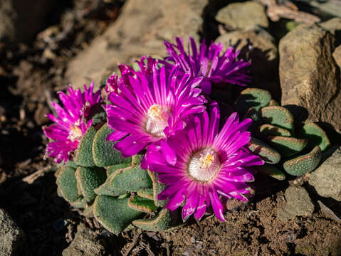 Image of Aloinopsis spathulata (Thunb.) L. Bol.