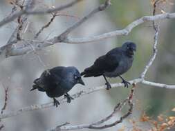 Image of Eurasian Jackdaw