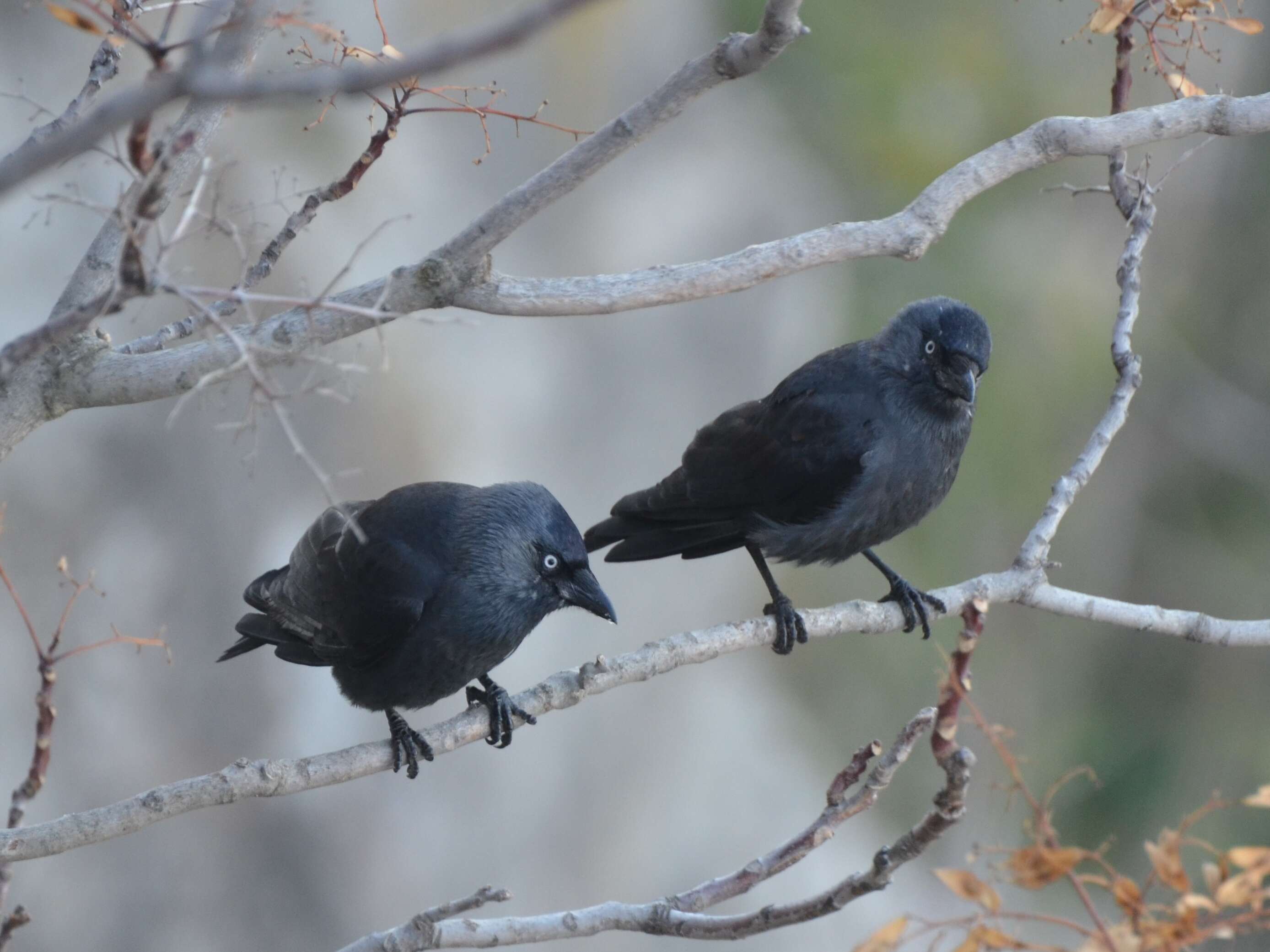 Image of Eurasian Jackdaw