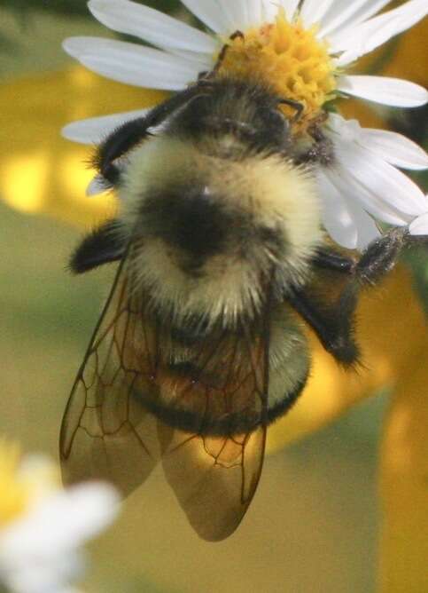 Image of Rusty patched bumble bee