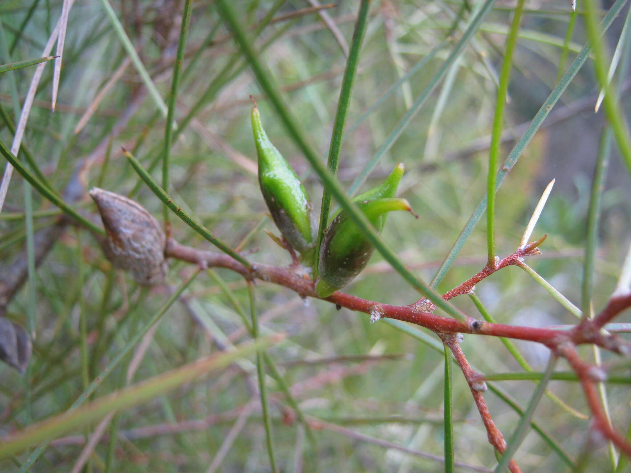 Image of Hakea carinata F. Müll. ex Meissn.