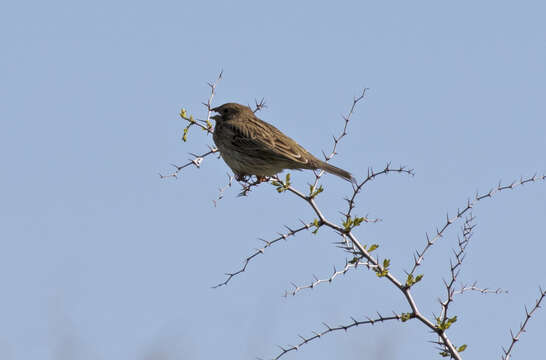 Image of Corn Bunting