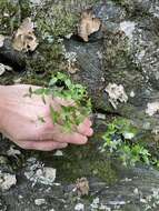 Imagem de Houstonia purpurea var. montana (Small) Terrell