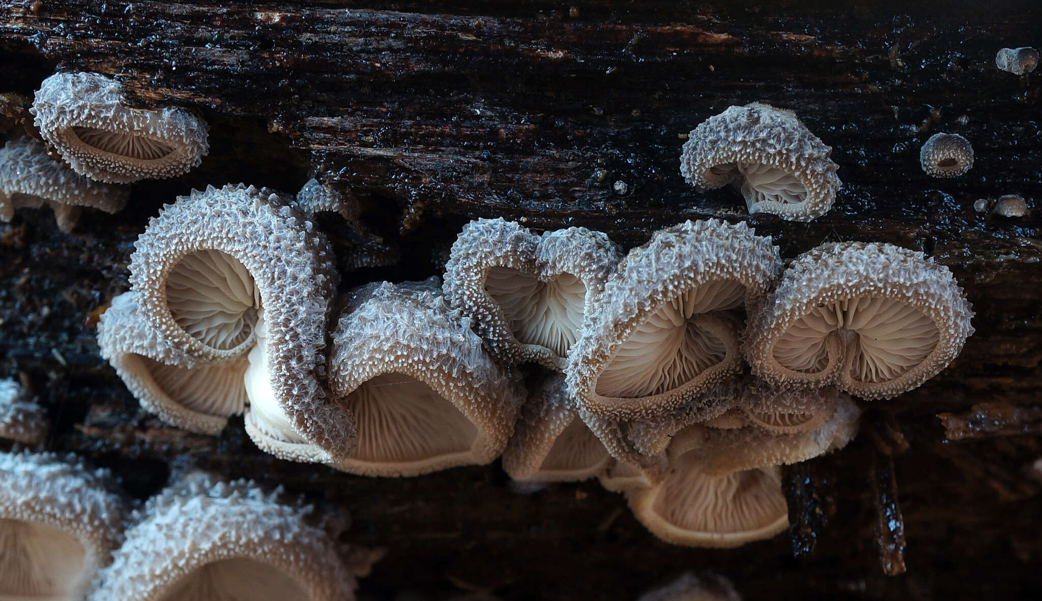 Hohenbuehelia mastrucata (Fr.) Singer 1951 resmi