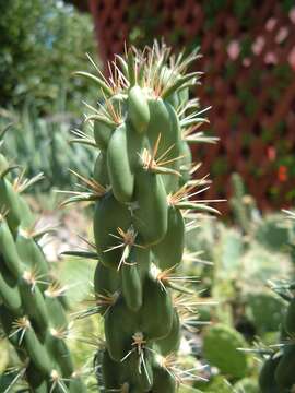 Image de Cylindropuntia imbricata (Haw.) F. M. Knuth