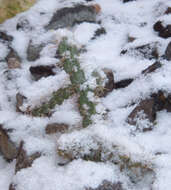 Image de Cylindropuntia imbricata (Haw.) F. M. Knuth