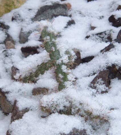 Image de Cylindropuntia imbricata (Haw.) F. M. Knuth