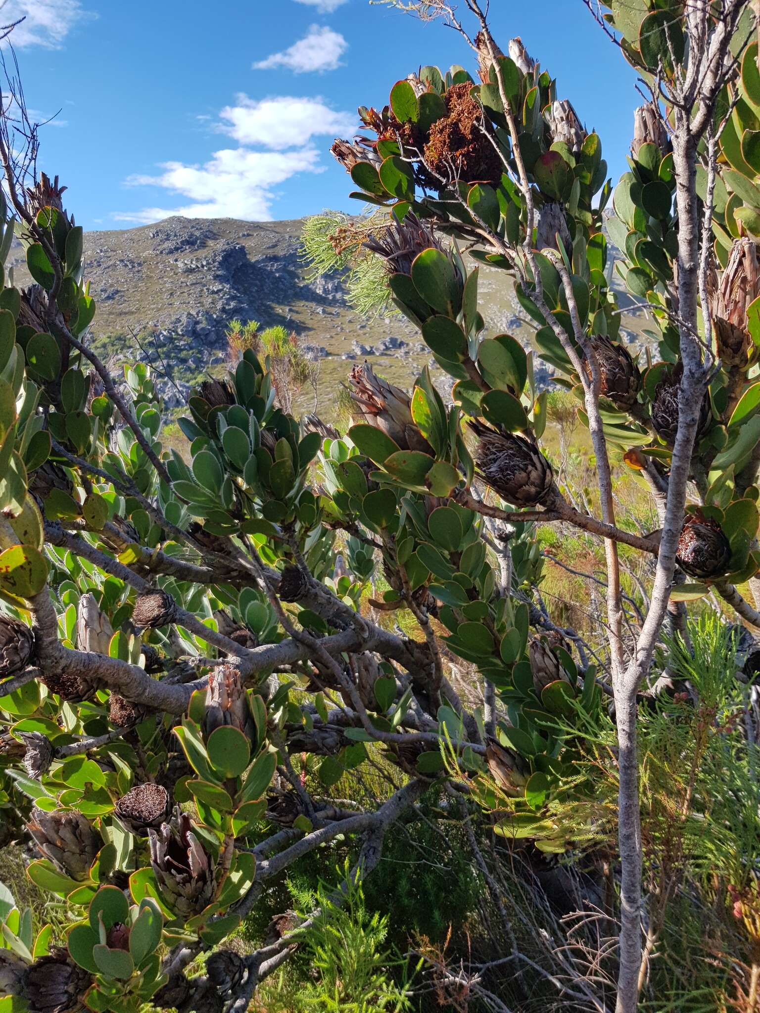 Image of Protea stokoei Phillips