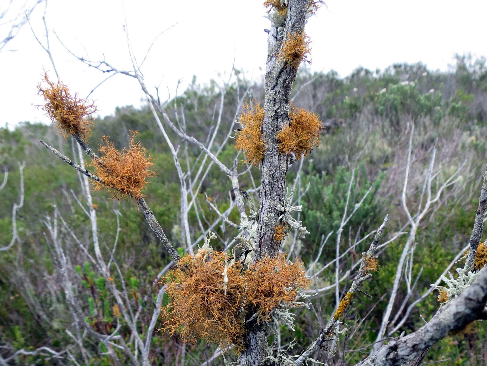 Image de Teloschistes capensis (L. fil.) Müll. Arg.