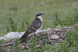 Imagem de Clamator glandarius (Linnaeus 1758)