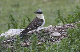 Imagem de Clamator glandarius (Linnaeus 1758)