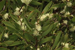 Image of Hakea ambigua Meissn.