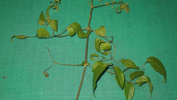 Image of Clematis javana DC.