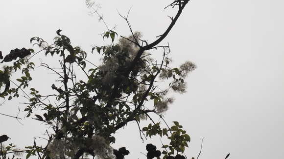 Image of Clematis javana DC.