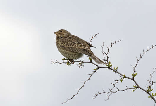 Image of Corn Bunting