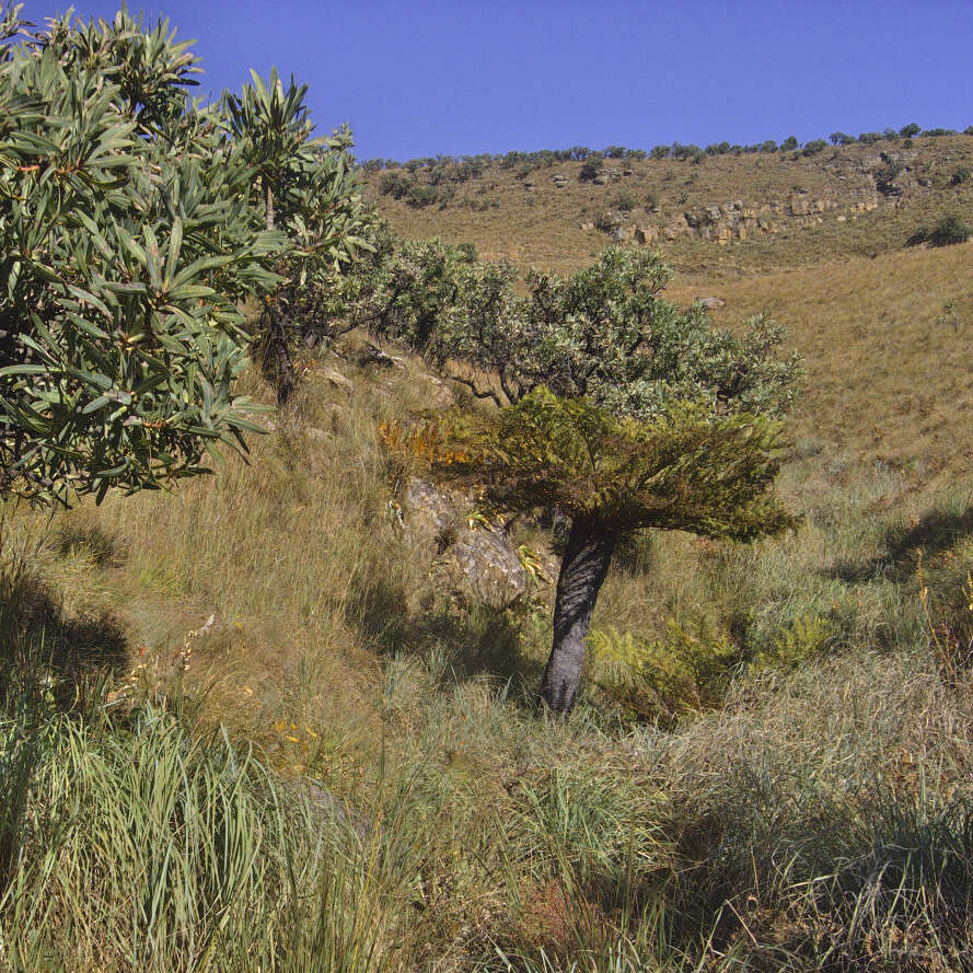 Image of Grassland tree fern