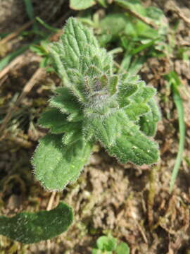 Слика од Ajuga genevensis L.