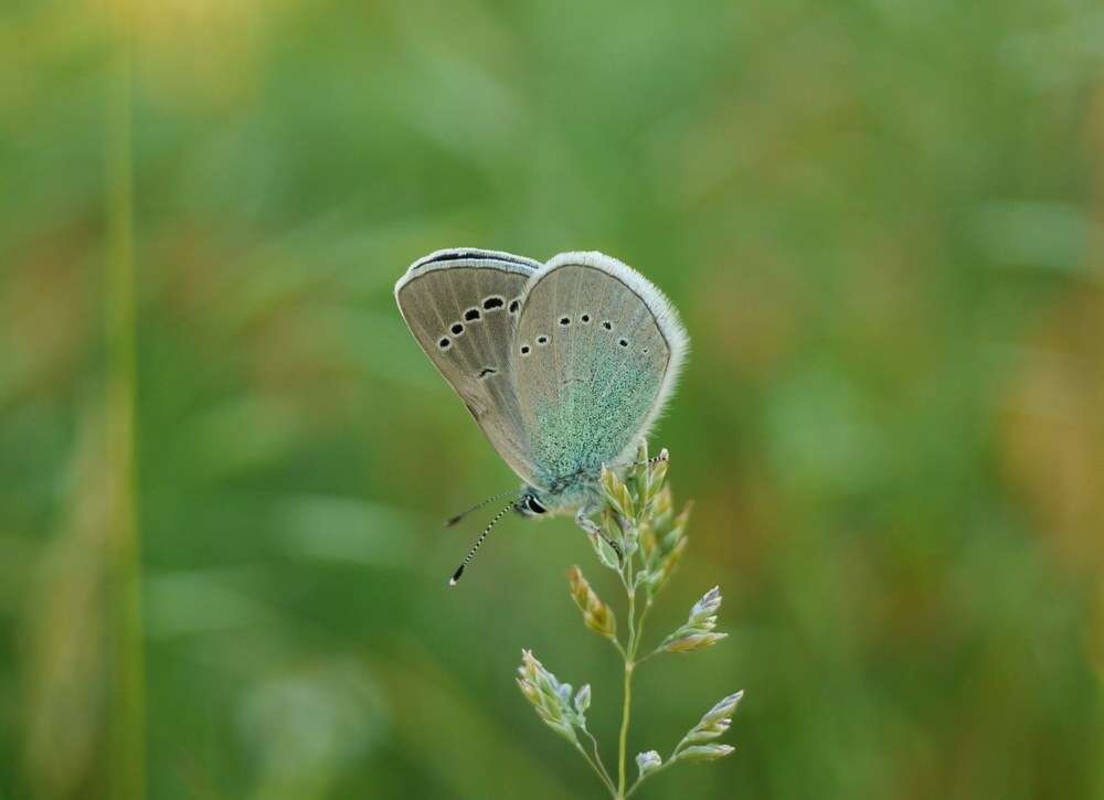 Image of Green-underside Blue