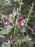 Image of Jerusalem salvia