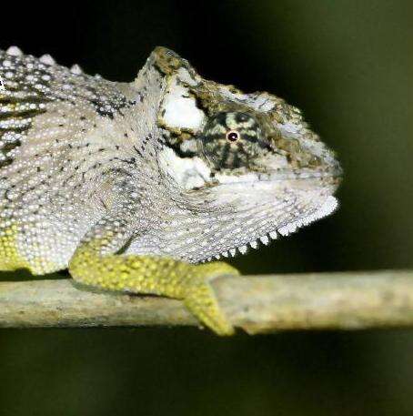 Image of Pondo Dwarf Chameleon