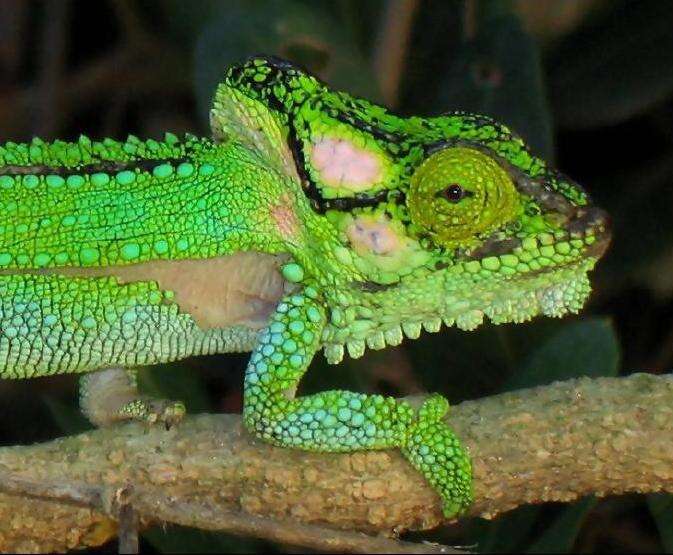 Image of Knysna dwarf chameleon