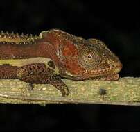 Image of Knysna dwarf chameleon