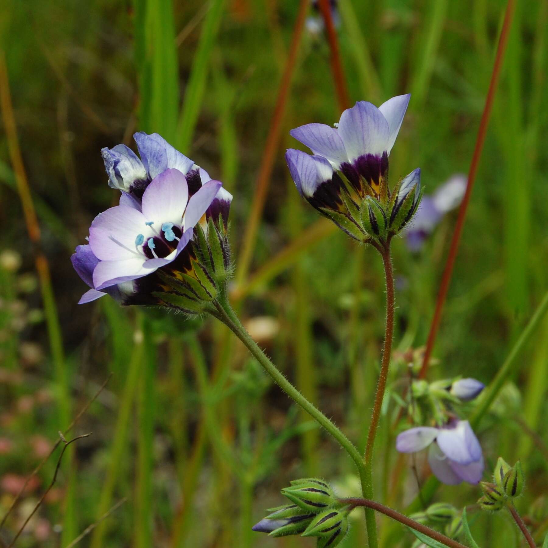 Image of bird's-eye gilia