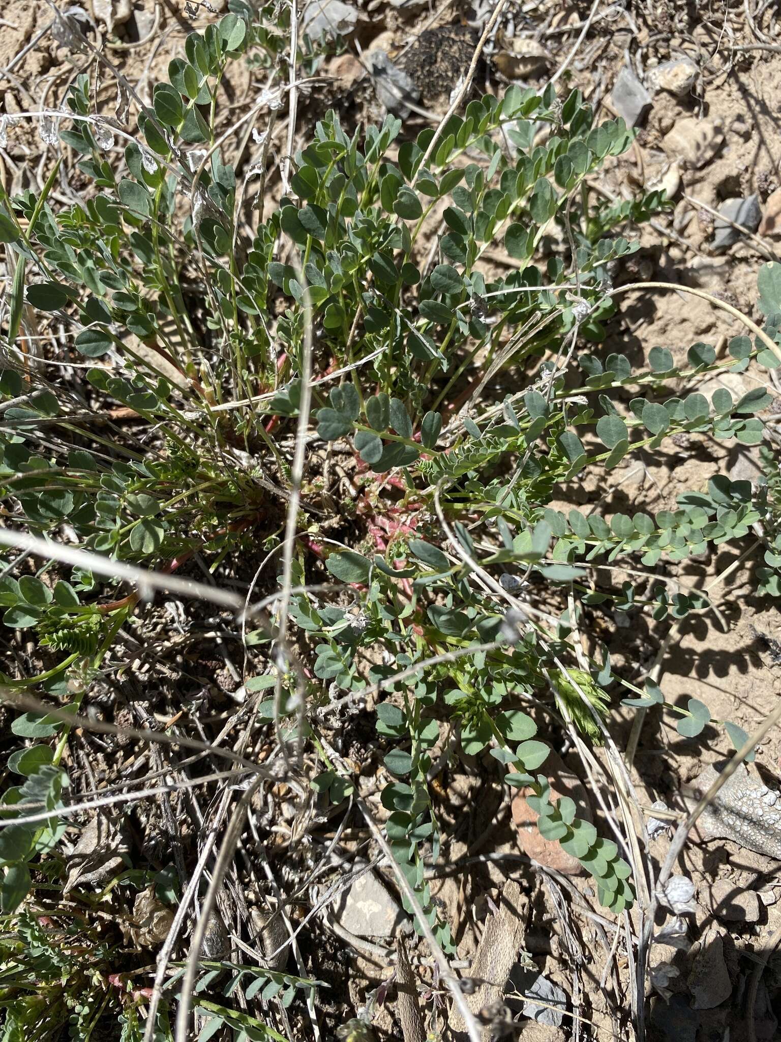 Imagem de Astragalus beckwithii Torr. & A. Gray